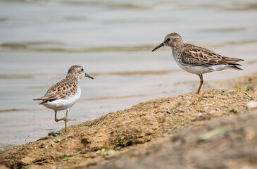 Obraz premium Spotted Sandpipers