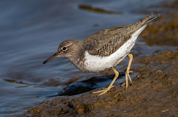 Spotted Sandpiper