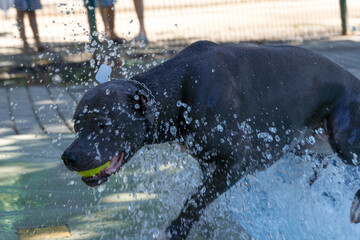Pit bull dog swimming in the pool in the park. Sunny day in Rio de Janeiro.