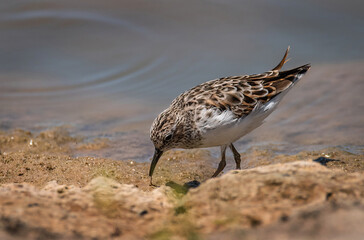 Spotted Sandpiper