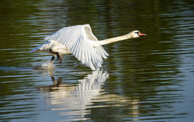 Swan Flying