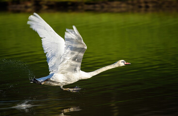 Swan Flying