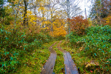 尾瀬ヶ原湿原の紅葉の風景 燧ヶ岳 至仏山 Scenery of autumn leaves in Ozegahara marshland Mt.Hiuchigadake Mt.Shibutsusan