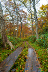 Obraz premium 尾瀬ヶ原湿原の紅葉の風景 燧ヶ岳 至仏山 Scenery of autumn leaves in Ozegahara marshland Mt.Hiuchigadake Mt.Shibutsusan