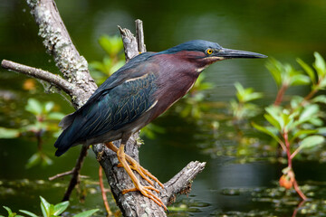 Fototapeta premium Close Up Of Green Heron Perched On Limb-1511