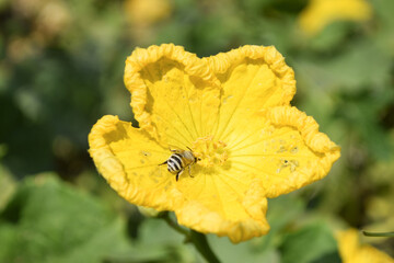 beautiful orange insect bug on a yellow flower sipping nectar and spreading pollen on a warm summer day