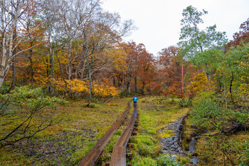 尾瀬ヶ原湿原の紅葉の風景 燧ヶ岳 至仏山 Scenery of autumn leaves in Ozegahara marshland Mt.Hiuchigadake Mt.Shibutsusan
