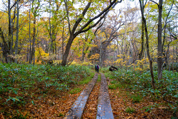 Naklejka premium 尾瀬ヶ原湿原の紅葉の風景 燧ヶ岳 至仏山 Scenery of autumn leaves in Ozegahara marshland Mt.Hiuchigadake Mt.Shibutsusan
