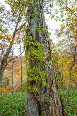 Obraz premium 尾瀬ヶ原湿原の紅葉の風景 燧ヶ岳 至仏山 Scenery of autumn leaves in Ozegahara marshland Mt.Hiuchigadake Mt.Shibutsusan