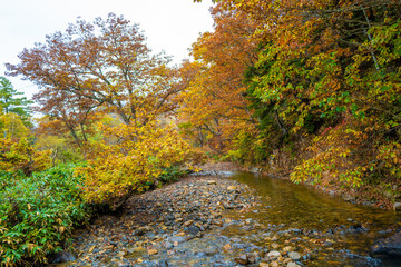 尾瀬ヶ原湿原の紅葉の風景 燧ヶ岳 至仏山 Scenery of autumn leaves in Ozegahara marshland Mt.Hiuchigadake Mt.Shibutsusan