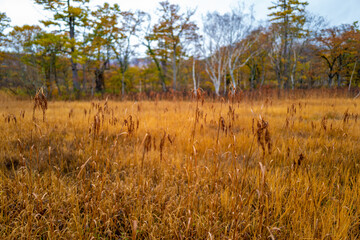 尾瀬ヶ原湿原の紅葉の風景 燧ヶ岳 至仏山 Scenery of autumn leaves in Ozegahara marshland Mt.Hiuchigadake Mt.Shibutsusan