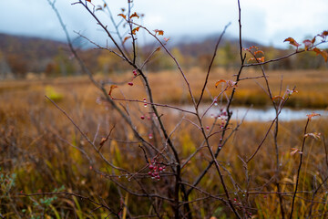 尾瀬ヶ原湿原の紅葉の風景 燧ヶ岳 至仏山 Scenery of autumn leaves in Ozegahara marshland Mt.Hiuchigadake Mt.Shibutsusan