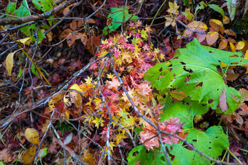 尾瀬ヶ原湿原の紅葉の風景 燧ヶ岳 至仏山 Scenery of autumn leaves in Ozegahara marshland Mt.Hiuchigadake Mt.Shibutsusan