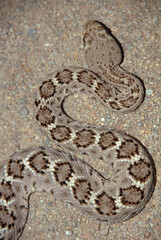 Western Diamondback Rattlesnake (Crotalus atrox)