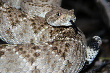 Western Diamondback Rattlesnake (Crotalus atrox) without a rattle