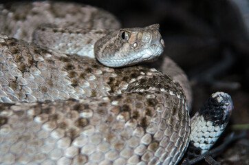 Western Diamondback Rattlesnake (Crotalus atrox) without a rattle