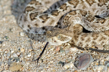 Western Diamondback Rattlesnake (Crotalus atrox)