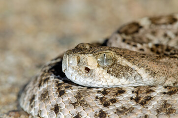 Western Diamondback Rattlesnake (Crotalus atrox)