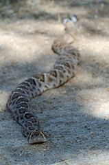 Western Diamondback Rattlesnake (Crotalus atrox)