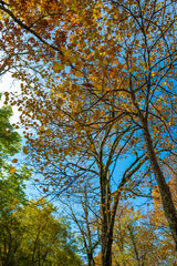 尾瀬ヶ原湿原の紅葉の風景 燧ヶ岳 至仏山 Scenery of autumn leaves in Ozegahara marshland Mt.Hiuchigadake Mt.Shibutsusan