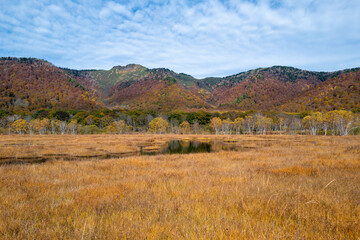 Obraz premium 尾瀬ヶ原湿原の紅葉の風景 燧ヶ岳 至仏山 Scenery of autumn leaves in Ozegahara marshland Mt.Hiuchigadake Mt.Shibutsusan