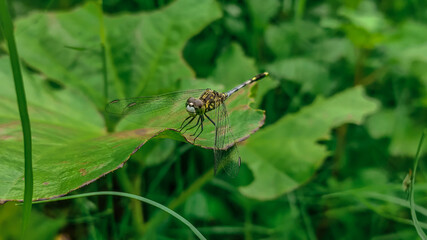 dragonfly on a leaf