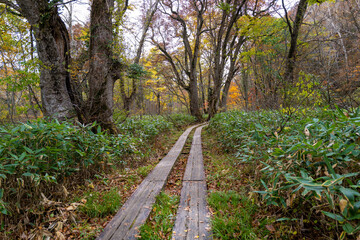 尾瀬ヶ原湿原の紅葉の風景 燧ヶ岳 至仏山 Scenery of autumn leaves in Ozegahara marshland Mt.Hiuchigadake Mt.Shibutsusan