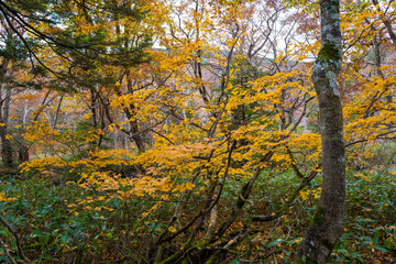 尾瀬ヶ原湿原の紅葉の風景 燧ヶ岳 至仏山 Scenery of autumn leaves in Ozegahara marshland Mt.Hiuchigadake Mt.Shibutsusan