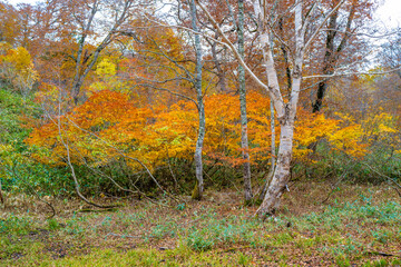尾瀬ヶ原湿原の紅葉の風景 燧ヶ岳 至仏山 Scenery of autumn leaves in Ozegahara marshland Mt.Hiuchigadake Mt.Shibutsusan