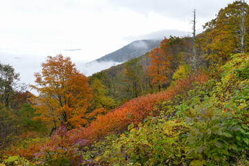 Obraz premium Autumn foliage in Shenandoah National Park - Virginia, United States