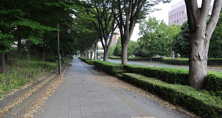 広い歩道と街路樹