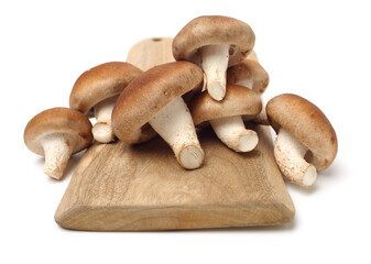 Shiitake mushroom on the White background 