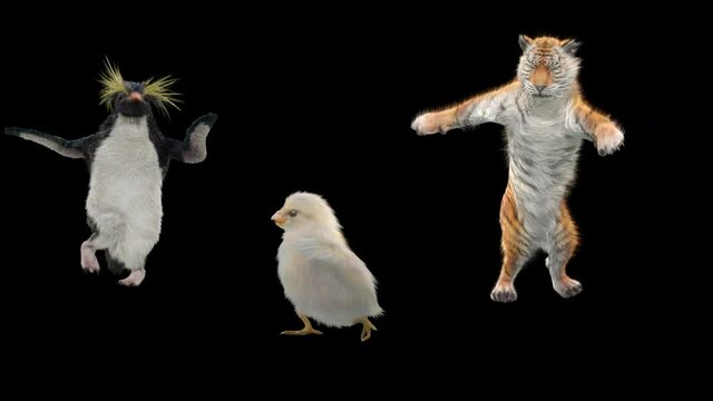 Panguin chick Tiger Dancing CG fur. 3d rendering, animal realistic CGI VFX, Animation Loop, composition 3d mapping cartoon, Included in the end of the clip with Alpha matte.