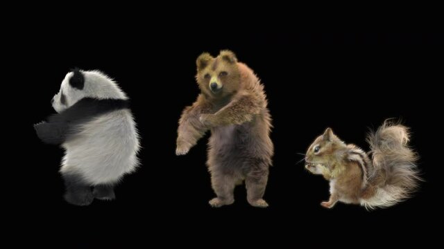bear panda chipmunk Dancing CG fur. 3d rendering, animal realistic CGI VFX, Animation Loop, composition 3d mapping cartoon, Included in the end of the clip with Alpha matte.