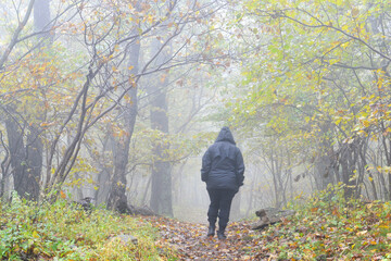 A man walks into Shenandoah National Park in an foggy autumn day in Virginia, United States of America