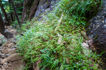 Fototapeta premium 夏の瑞牆山の登山道の風景 A view of the trail in summer at Mt.Mizugakiyama.