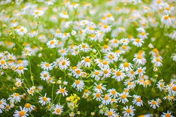 Fototapeta premium Beautiful background of many blooming daisies field. Chamomile grass 