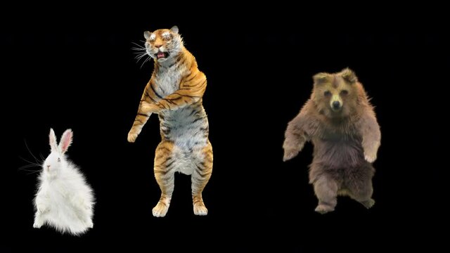 rabbit Tiger bear Dancing CG fur. 3d rendering, animal realistic CGI VFX, Animation Loop, composition 3d mapping cartoon, Included in the end of the clip with Alpha matte.