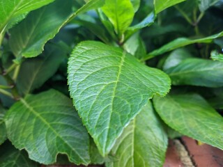 green leaves in the garden