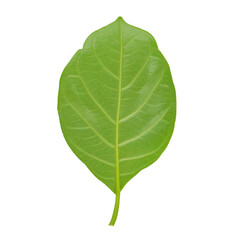 green leaf on a white background