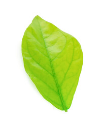 Jasmine Leaf Isolated on White Background with Clipping Path
