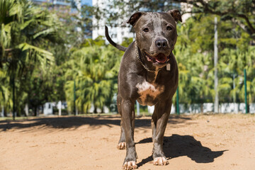 Pit bull dog playing in the park. The pitbull takes advantage of the sunny day to have fun.