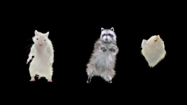 raccoon chick rat Dancing CG fur. 3d rendering, animal realistic CGI VFX, Animation Loop, composition 3d mapping cartoon, Included in the end of the clip with Alpha matte.