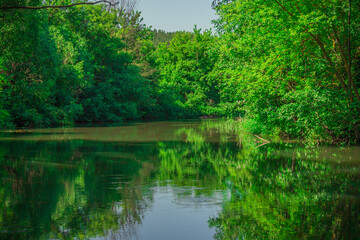 an aquatic plant in a forest river