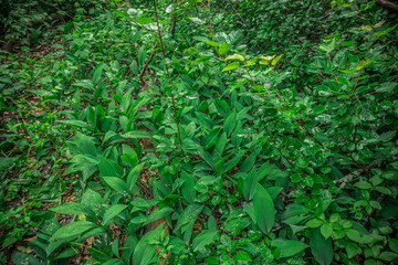 Fototapeta premium green summer garden plants in the countryside