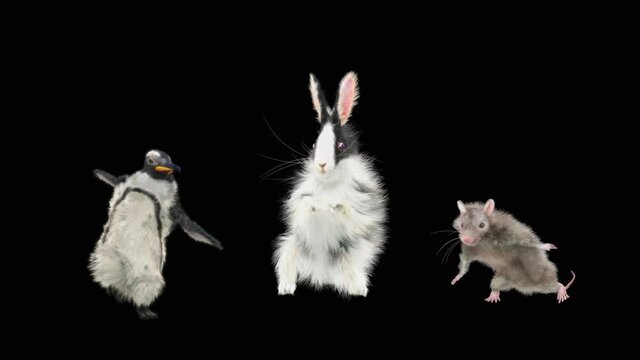 penguin rabbit rat Dancing CG fur. 3d rendering, animal realistic CGI VFX, Animation Loop, composition 3d mapping cartoon, Included in the end of the clip with Alpha matte.