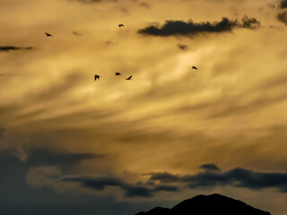 夕陽の中を巣に向かう野鳥