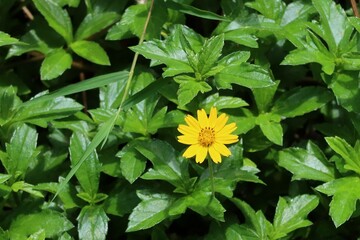 yellow flower in the garden