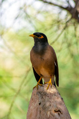 Common myna