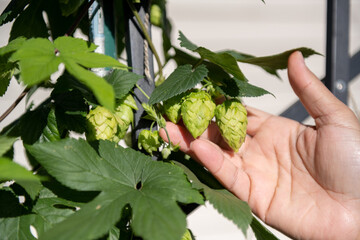 Hops & Beers, Fresh homegrown hops for brewing beer. Hops, Brews, Home Brew, IBU, IPA, Hop fest, vine, hop vine, backyard brewing